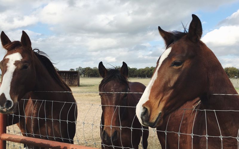 Three horses looking over a wire fence.