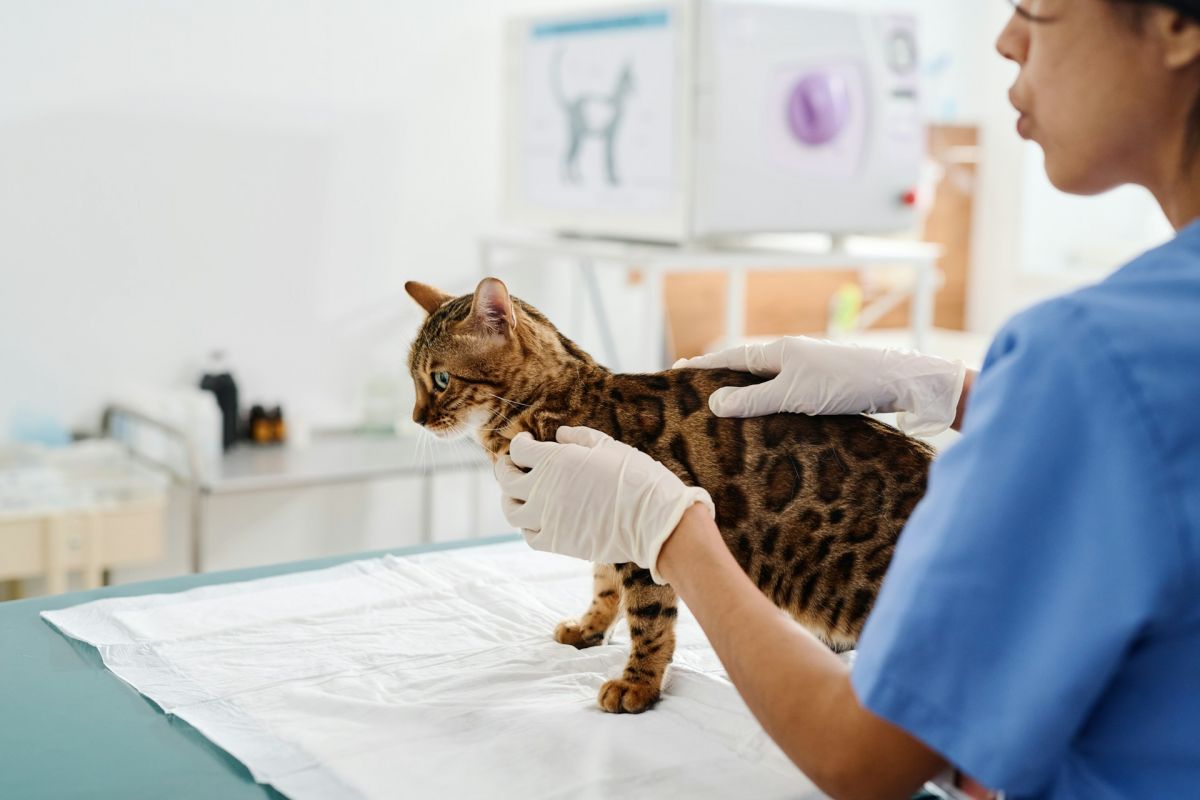 Veterinarian treating a cat.