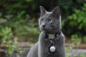 Gray cat wearing an electronic tag on the collar.