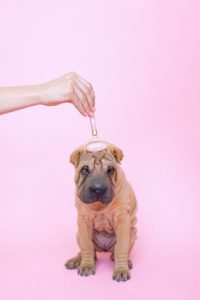 Sharpei puppy getting a wrinkle treatment with quartz roller.